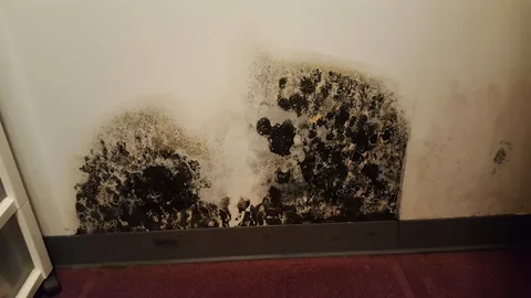 How to Get Rid of Black Mold?